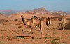 alg3_5111
